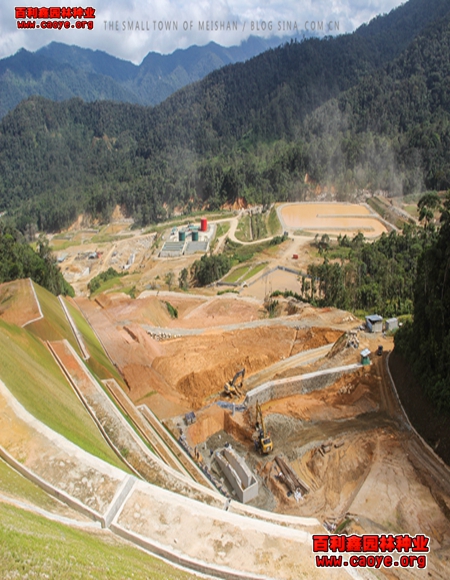 南方護坡草種價格 南方護坡草種價格