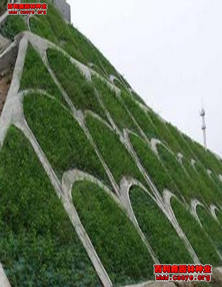 河北國際哪里有護坡草種狗牙根批發 河北國際哪里有護坡草種狗牙根批發