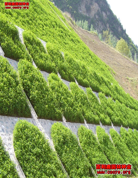 護坡牧草種子價格批發價格行情 護坡牧草種子價格批發價格行情