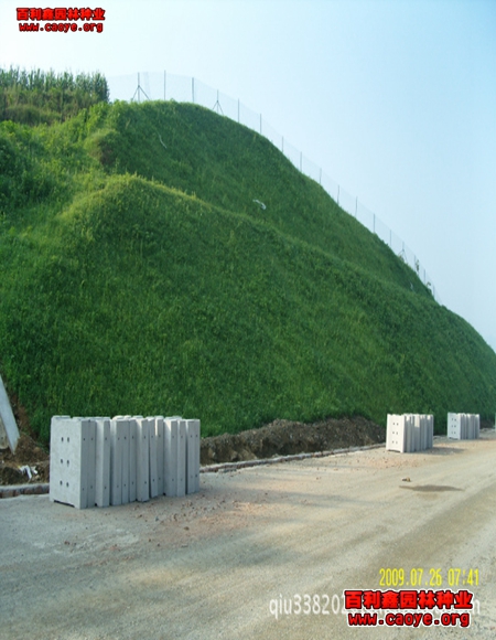 優質波斯菊邊坡綠化種子批發 優質波斯菊邊坡綠化種子批發