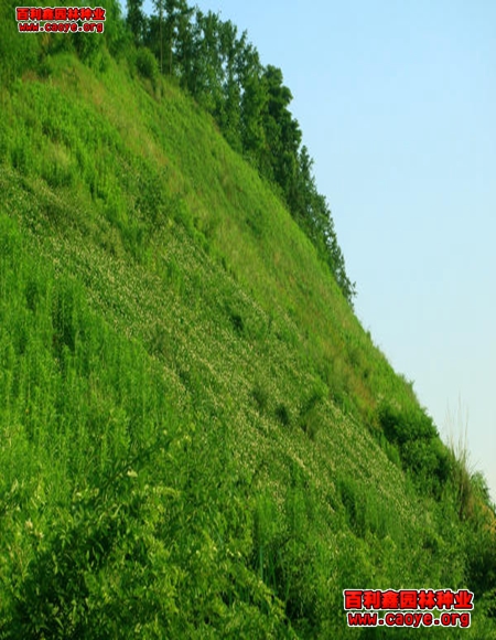 邊坡護坡草種 邊坡護坡草種