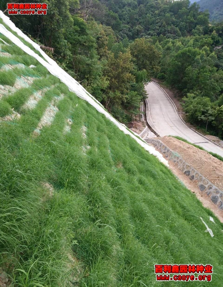 永嘉縣護坡草種子的價格 永嘉縣護坡草種子的價格