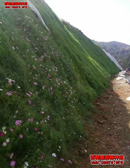 邊坡復綠用什么種子 邊坡復綠用什么種子