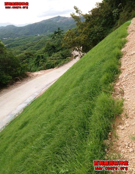 高速護坡草種狗牙根 高速護坡草種狗牙根