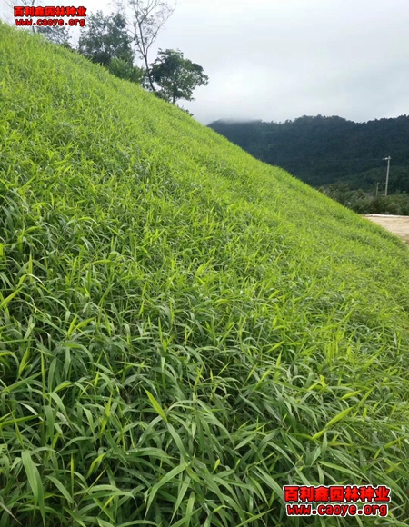 護坡用什么草種 護坡用什么草種