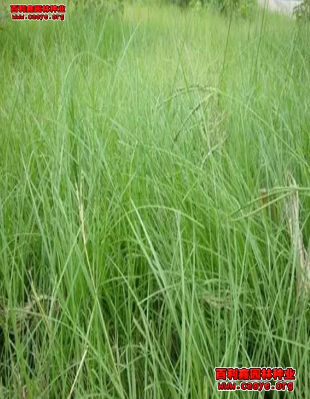 山體邊坡生態袋護坡草種狗牙根