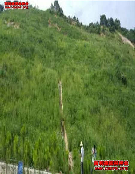生態護坡草種價格范圍 生態護坡草種價格范圍