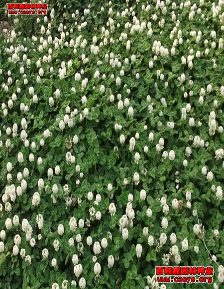 邊坡綠化草種 邊坡綠化草種