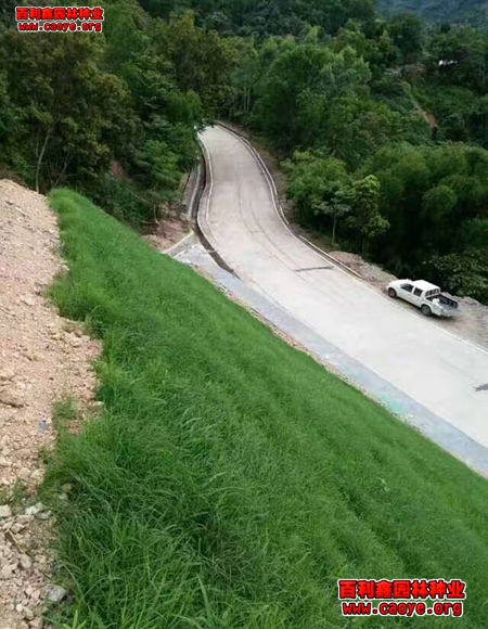 南方護坡草種價格 南方護坡草種價格