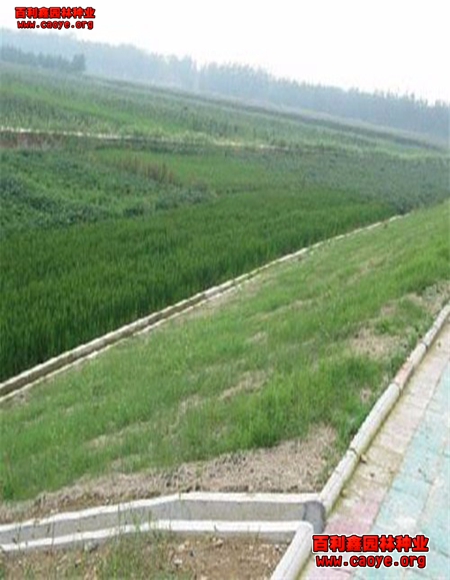 宜秀區護坡草種子牙根大堤 宜秀區護坡草種子牙根大堤