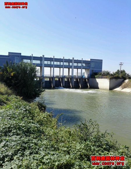 廣西路基邊坡種草 廣西路基邊坡種草