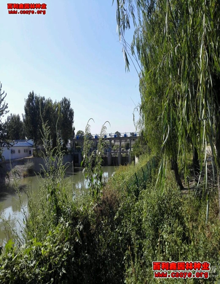 高速批發護坡種子耐旱的草種哪里的便宜