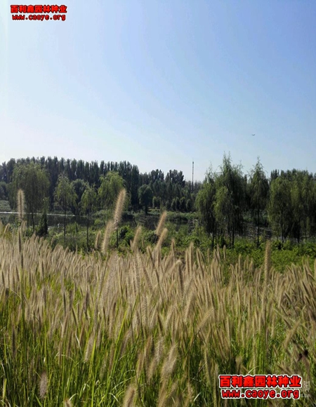 蕪湖批發護坡草種 進口 蕪湖批發護坡草種 進口