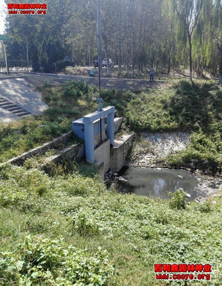 公路護坡草種狗牙根批發 公路護坡草種狗牙根批發