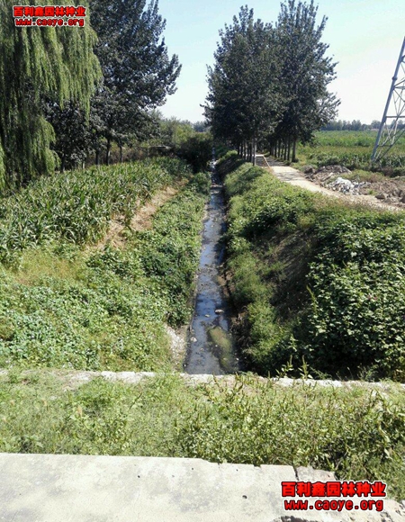 高速公路護坡草種多少錢 高速公路護坡草種多少錢