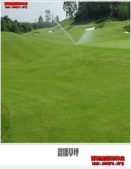 邊坡植草種類