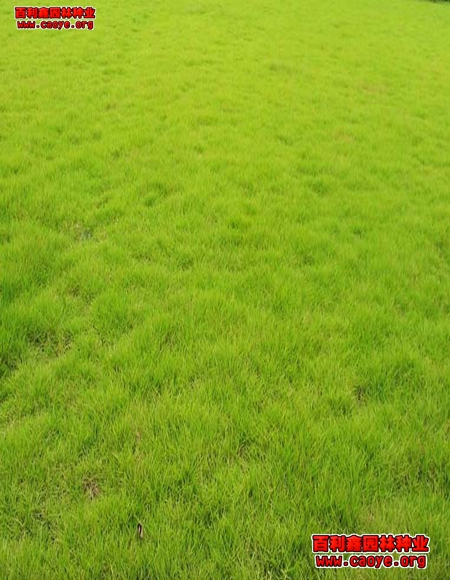 生態護坡草種價格范圍 生態護坡草種價格范圍