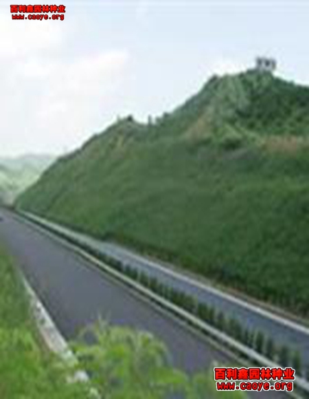 高速護坡草種狗牙根 高速護坡草種狗牙根