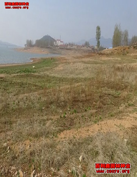 供應成都高速公路邊坡草種子 供應成都高速公路邊坡草種子