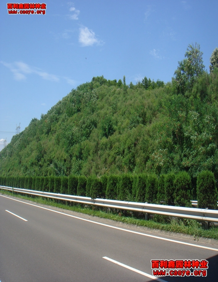 灌陽縣護坡草坪種子批發 灌陽縣護坡草坪種子批發