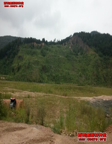 新疆地區邊坡護坡草種狗牙根批發 新疆地區邊坡護坡草種狗牙根批發