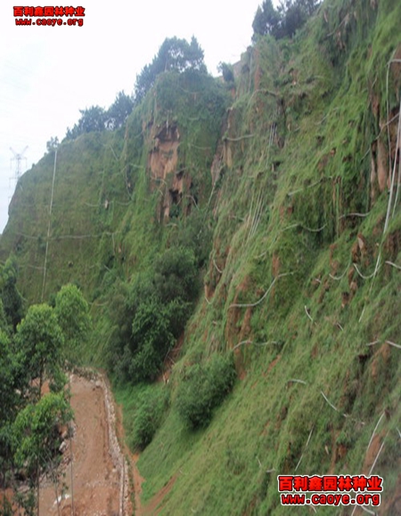 公路護坡草種狗牙根批發 公路護坡草種狗牙根批發