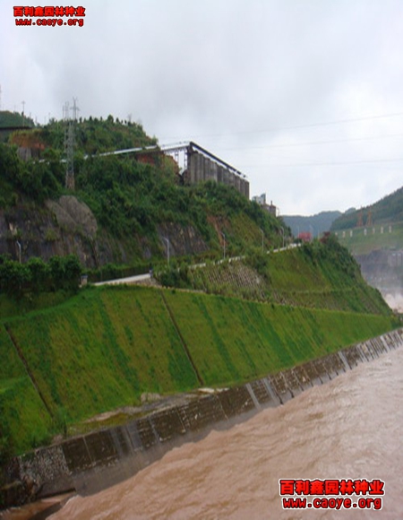 沙打旺護坡草種價格范圍 沙打旺護坡草種價格范圍