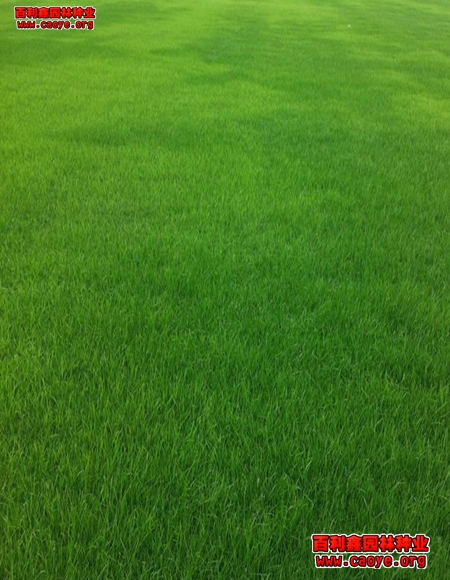 邊坡草種價格 邊坡草種價格