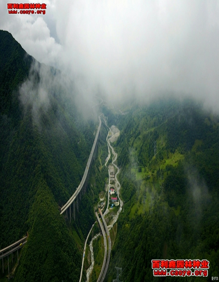 廣西路基邊坡種草 廣西路基邊坡種草