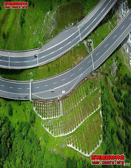 供應成都高速公路邊坡草種子 供應成都高速公路邊坡草種子