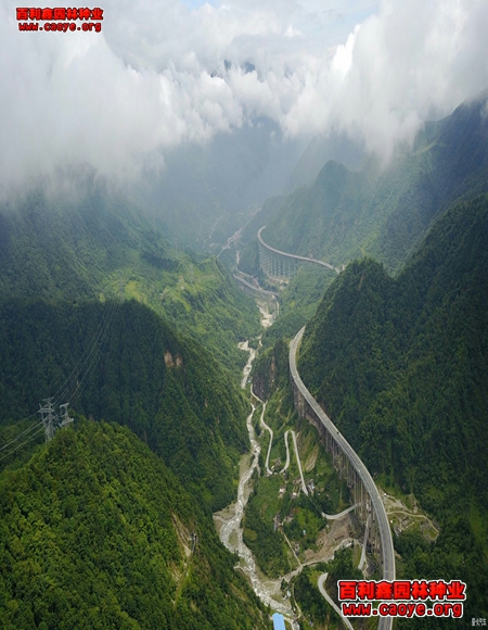 水庫邊坡護坡草種子 水庫邊坡護坡草種子