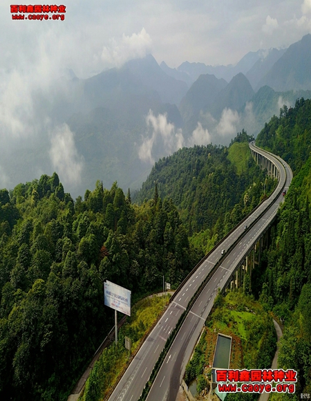進口公路邊坡護坡草種狗牙根批發 進口公路邊坡護坡草種狗牙根批發