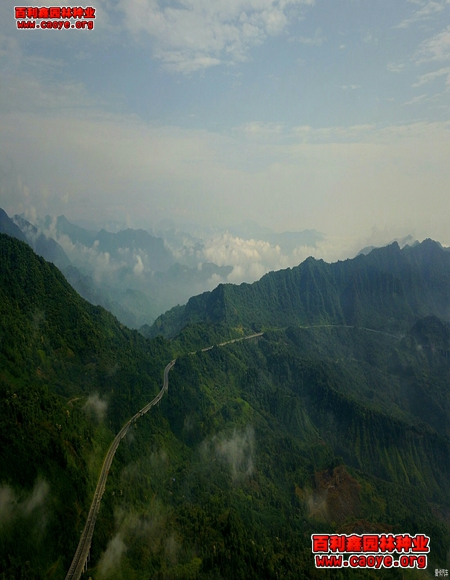 清鎮路基邊坡需要什么草種最好 清鎮路基邊坡需要什么草種最好