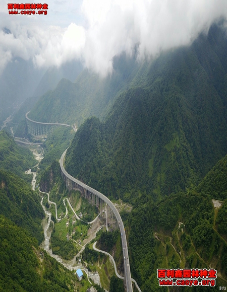 山東北方護坡草種子價格 山東北方護坡草種子價格