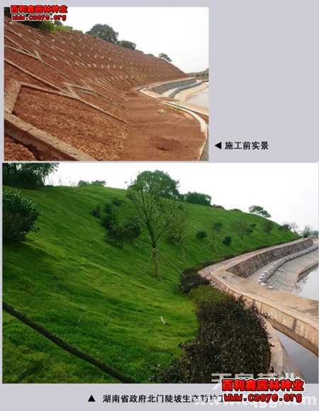 護坡狗牙根草坪種子廠家批發 護坡狗牙根草坪種子廠家批發