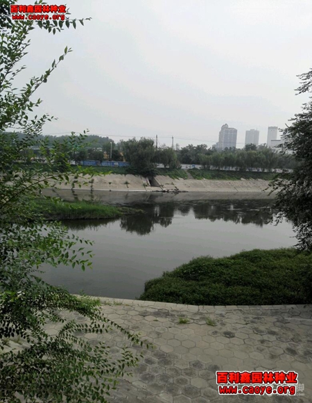 邊坡草種廠家 邊坡草種廠家
