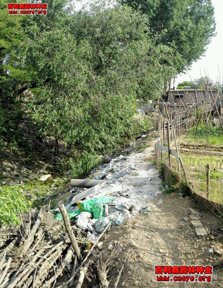 蕪湖批發護坡草種 進口 蕪湖批發護坡草種 進口
