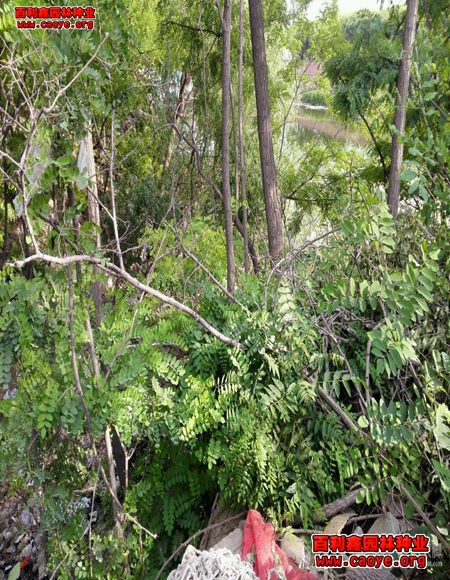 新護坡草種狗牙根批發哪家好 新護坡草種狗牙根批發哪家好