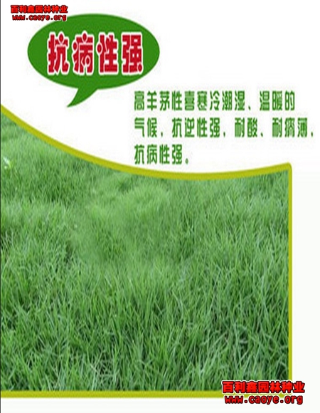 通化邊坡護坡草種子價格 通化邊坡護坡草種子價格