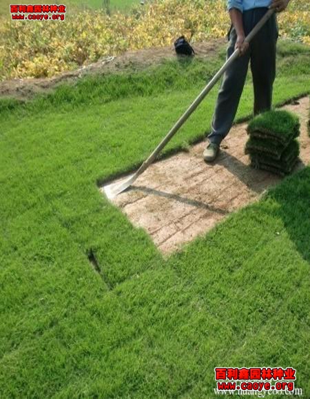 福建高速邊坡常用的草種 福建高速邊坡常用的草種