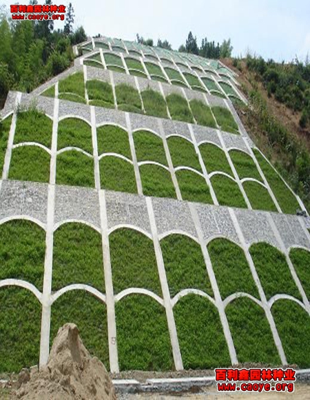 河北省邊坡綠化草種子 河北省邊坡綠化草種子