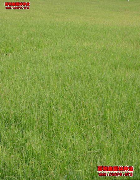 綠化護坡草種 綠化護坡草種