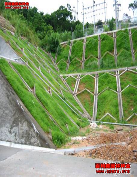 河北國際哪里有護坡草種狗牙根批發 河北國際哪里有護坡草種狗牙根批發