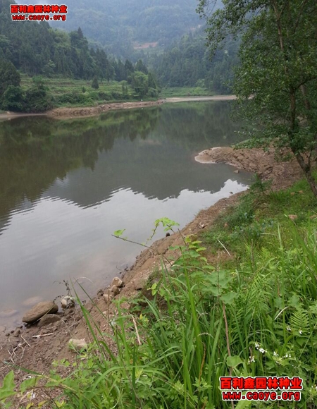 湘潭路基邊坡需要什么草種最好