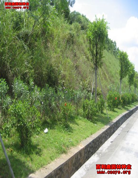 阜陽市護坡草坪種子價格行情