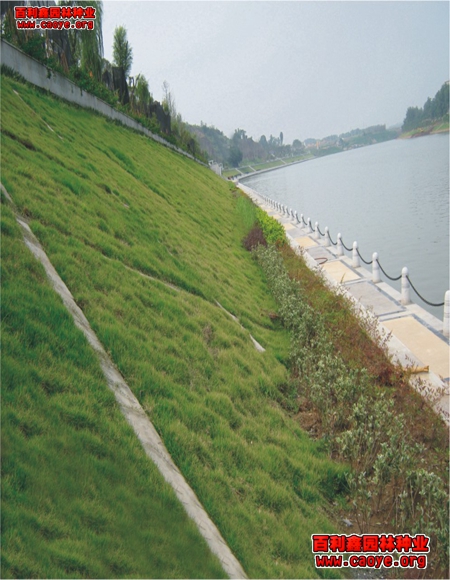 生態護坡草種價格范圍