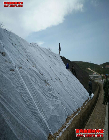 護坡草種吧鄭州 批發 護坡草種吧鄭州 批發