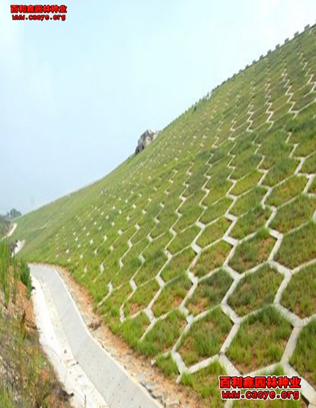 山東北方護坡草種狗牙根批發