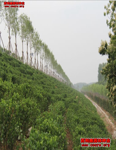 內蒙高速路邊坡種草