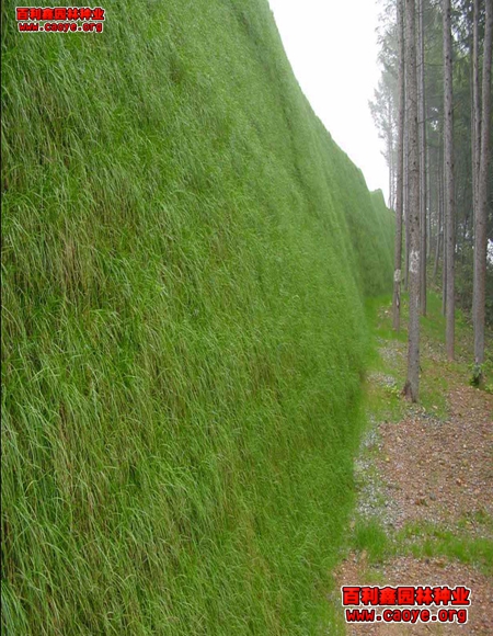 公路護坡草籽品種 價格